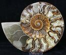 Split Agatized Ammonite - Million Years #18827-1